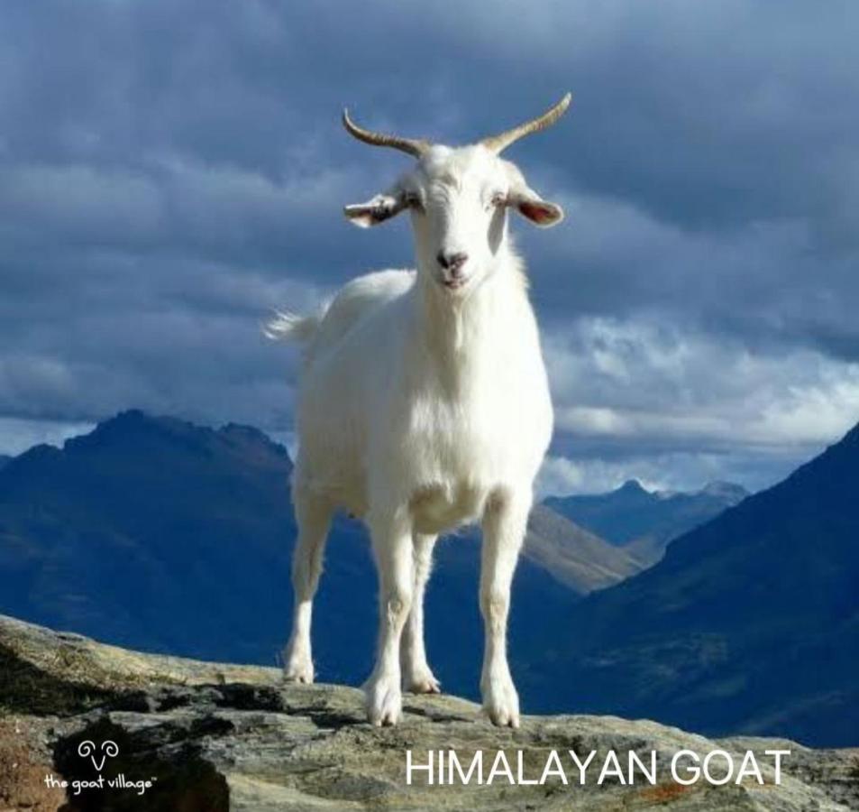 The Goat Village Myani Exterior foto
